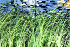 winter-reeds
